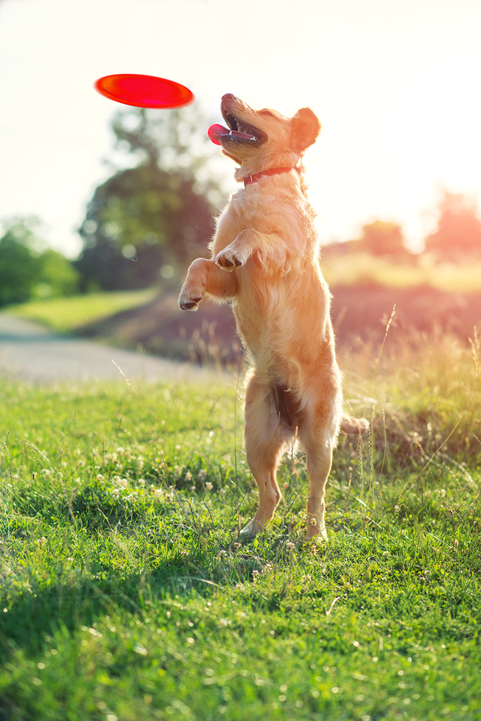 Dog catching frisbee