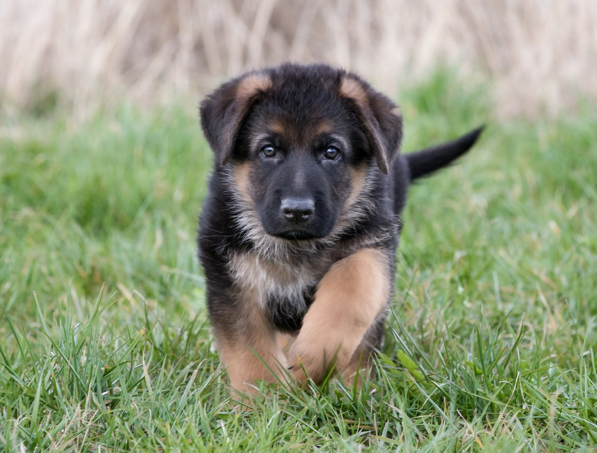 German Shepherd Puppy